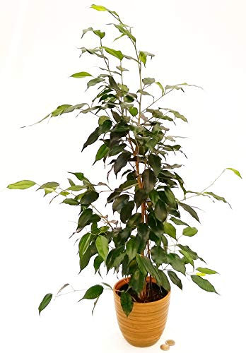 POWERS TO FLOWERS - FICUS BENJAMIN VERDE, DANIEL, IN VASO CERAMICA BICOLORE A RIGHE, altezza 60cm, pianta vera