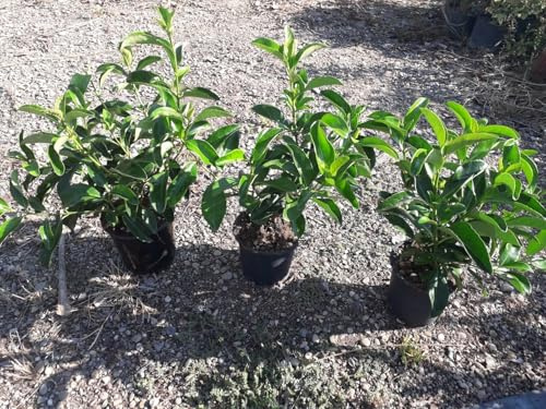 N. 10 PIANTE DI VIBURNO LUCIDO VASO 17 altezza 40/50 cm cespuglio da siepe