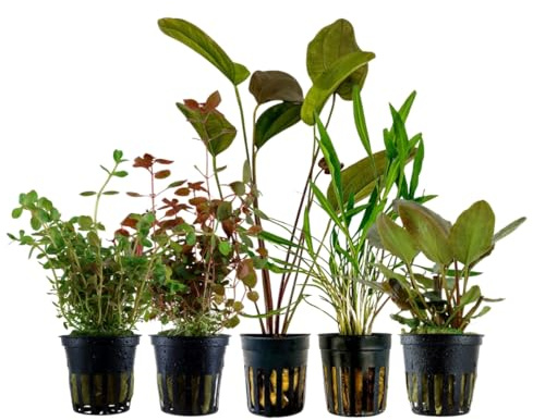 AquaOne Akvarium växter I 5 x vattenväxter I färgglada akvarieväxter I Echinodorus Cryptocoryne Rotala I set med 5 vackra färgglada krukor akvarieväxter