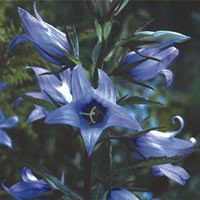 Plant World Seeds - Campanula Latifolia 'Faichem Lilac' Seeds (Perennial Flower Seeds)