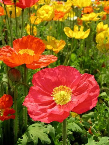 1000 COULEURS MIXTES PAVOT DE CALIFORNIE (Ballerina/Mission Bells) Graines de fleurs Pavot de Californie
