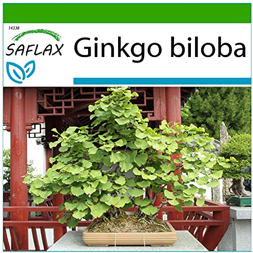 SAFLAX - Albero dei ventagli - 4 semi - Con substrato - Ginkgo biloba