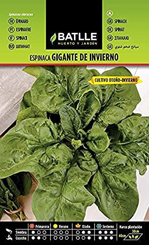 Semillas Batlle – Semi di spinacio