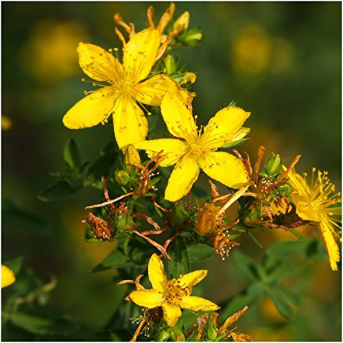 Paquet de 500 graines, Millepertuis (Hypericum perforatum) Semences non-OGM