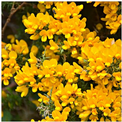 3 Gorse Hedging Bush, Prickly Furze Plants, Fragrant Yellow Whin Hedge, Evergreen 3fatpigs®