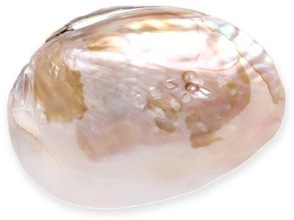 Budawi - Cuenco de nácar con forma de concha de nácar, cuenco decorativo para joyas, cuenco para incienso, pieza única de nácar, parte con perlas