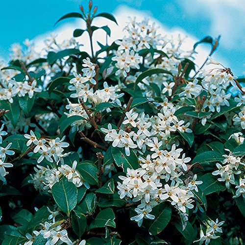 GardenersDream Osmanthus Burkwood Plant - Outdoor Garden Ready Hardy Plant - Evergreen Flowering Shrub for Garden - Beautiful Outside Plants (9cm Pot, 15-25cm)