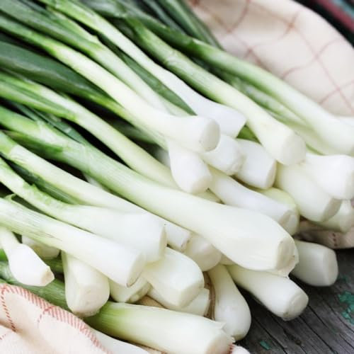 PREMIER SEEDS DIRECT - Seed Tape Onion White Lisbon - 6M (3X2M) - Approx 300 Seeds