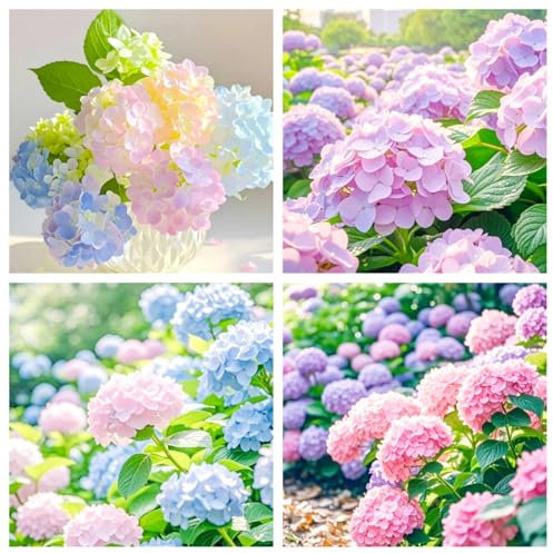 Hydrangea pflanzen/Hortensien zwiebeln-Mehrere Farben ，winterharte pflanzen für garten -A-1 zwiebeln