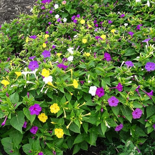 semillas de milagrosas de roca resistentes semillas silvestres, siembra otoño decoración exóticas jardín silvestres 200pcs