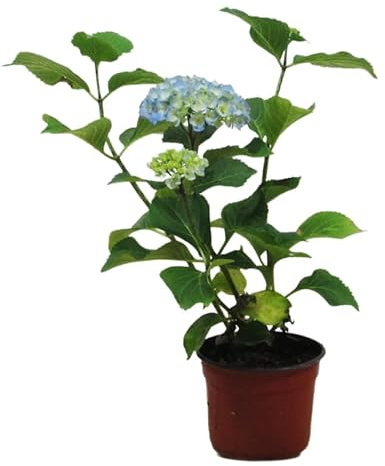 Hortensia Azul Natural en Maceta Planta Ornamental de Exterior e Interior
