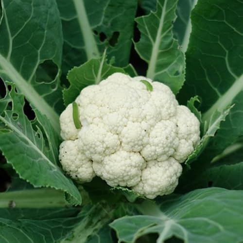 semi di cavolfiore biologici - balcone resistenti, rare interno esterno giardino 500pcs