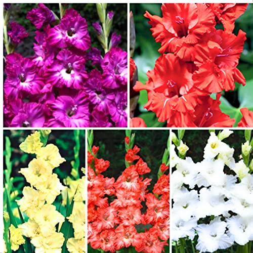20 X Gladioli Misti - Gladiolus Mix - Bulbi Di Alta Qualità (20)