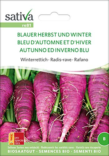 Sativa Rheinau re81 Winterrettich Blauer Herbst Und Winter (Bio-Rettichsamen)