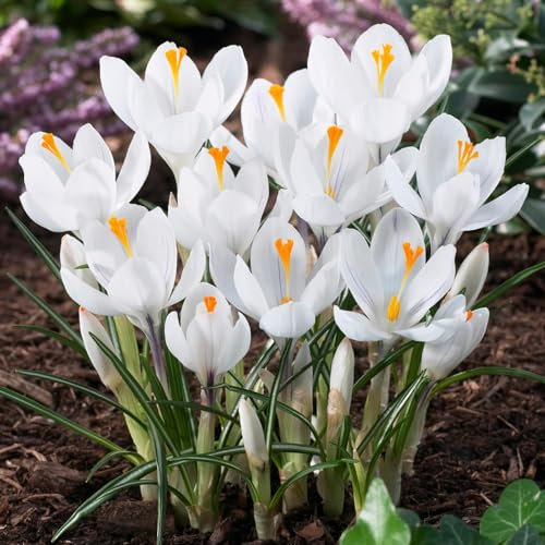Bulbes de Crocus Botaniques Jeanne D'Arc, 50 pièces Exclusifs, Vrais Bulbes de Crocus Hivernaux et Vivaces (pas de graines) pour le Jardin et les Pots