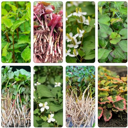 Houttuynia cordata semillas de resistentes al aire libre resistentes jardín de interior jardín oficina decoración 100pcs