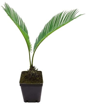 Palma giapponese Cicas Cycas revoluta pianta in vaso ø9 cm Vivaio di Castelletto