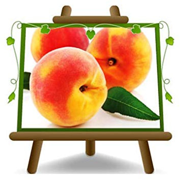 EURO PLANTS VIVAI Pesco Pesche a Polpa Gialla Maycrest - Pianta da Frutto su Vaso ø 20 cm - Altezza 150~170 cm - Età 2 Anni