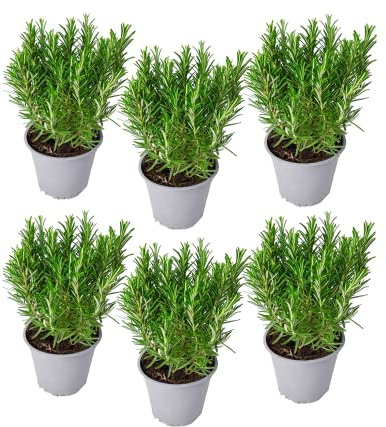 Romero | Pack 6 Plantas | DECOALIVE | Pack de Plantas de Romero Naturales | Interior y Exterior