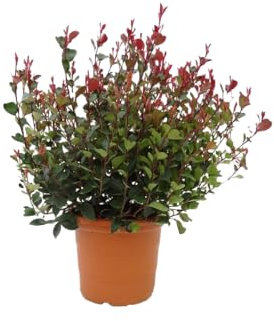 Fotinia Natural Arbusto de Jardín de Mantenimiento Sencillo