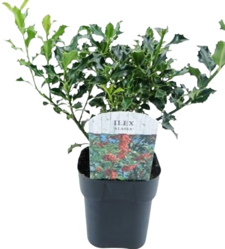 Acebo de la Navidad DECOALIVE Planta Exclusiva Buen Tamaño Planta de la Suerte