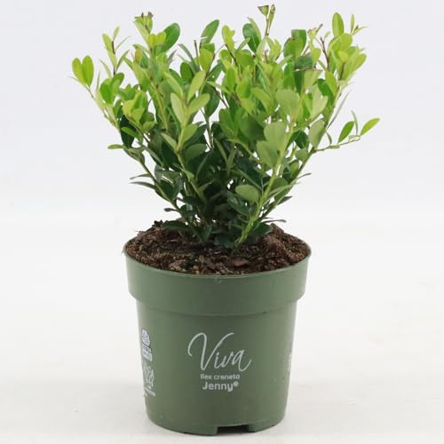 GardenersDream Ilex Crenata 'Jenny' – Plantes de Haie Persistantes, Robustes et Faciles d’Entretien – Arbustes pour Bordures et Topiaires Toute l’Année