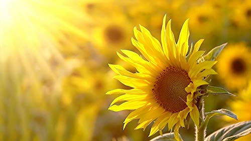 40 Graines de Tournesol - fleurs jardins potager - semences paysannes reproductibles - SemiSauvage