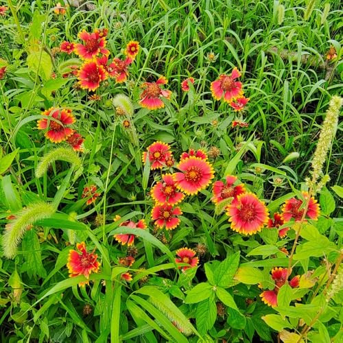 kokardenblume, seltene wohnzimmer deko wildblumen balkonblumen blumenwiese mehrjährig winterharte deko balkon schattenpflanzen topfpflanzen 400samen