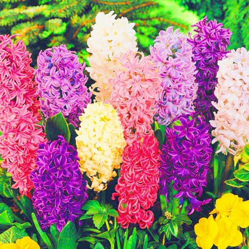 Seltene Hyazinthe Beste Dekoration Hyazinthenzwiebeln Winterhart,Hyazinthen Pflanzen,Knollenpflanze Im Topf Pflanzen-2zwiebeln-d