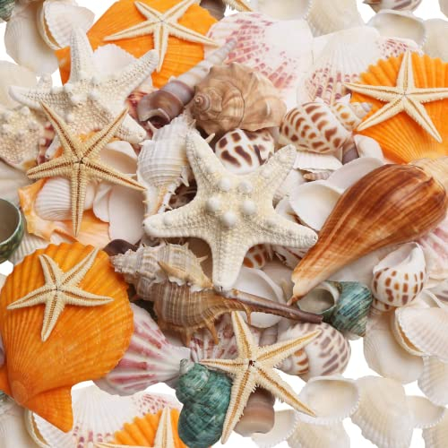 SKOOLOVE 12 Kinds Mixed Beach Seashells 2.5-8CM Various Sizes Natural Seashells Starfish Conch for Beach Themed Party DIY Crafts Fishtank Vase Fillers Home Wedding Decorations