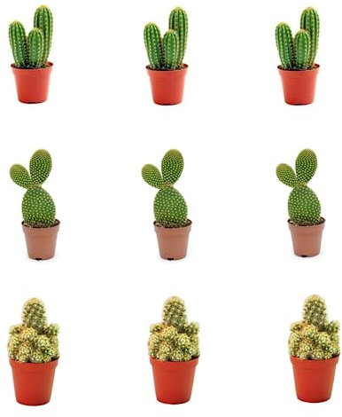 Pack 9 Cactus naturales con pinchos en Maceta de 5cm Kit Ahorro Plantas Naturales. Mix de 3 variedades