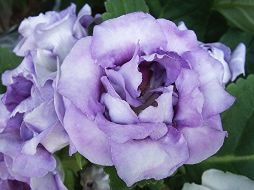 Graines de LAVANDE NOUVELLE LISIANTHUS annuelle GRANDE FLEUR COUPÉE Paquet de 100 graines