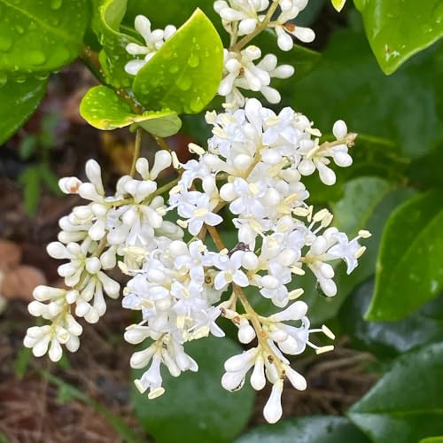 semillas de aligustre - variedades antiguas perennes 350pcs
