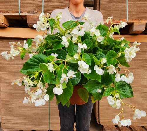 POWERS TO FLOWERS - POWERS TO FLOWERS - BEGONIA BIG VASO 22CM DIAMETRO, A FIORE BIANCO, BEGONIA DRAGON, piante vere