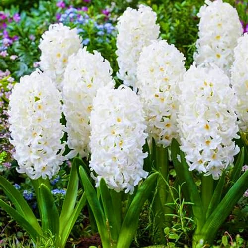 Hyazinthenzwiebel-Winterhart MehrjäHrig,Hyazinthen Rhizome,Traubenhyazinthen,HyazinthenblüTen,Hyazinthen Zwiebeln,Bonsai Pflanze,Schnittblumen-5zwiebeln-a