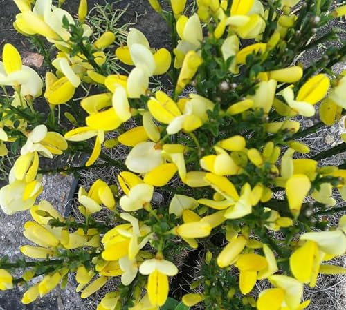 Goldregen - Ginster Cytisus scoparius -Dukaat- Ginster 20-30 cm