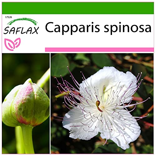 SAFLAX - Cappero - 25 semi - Con substrato - Capparis spinosa