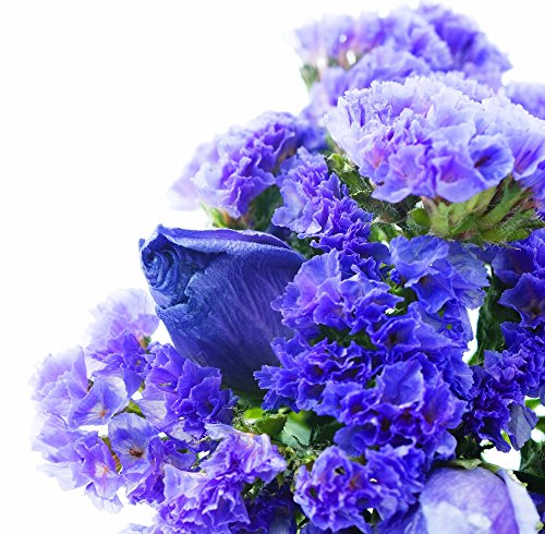 Bleu statice Graines - statice de Sinuatum