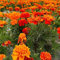 Saterkali Semillas de caléndula mixtas, 1000 piezas Semillas de caléndula mixtas Planta ornamental Flor Jardín Oficina Balcón Decoración Semillas de caléndula