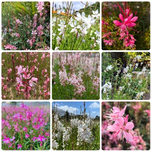 Semi di Gaura lindheimeri, da giardino roccioso resistenti perenni rare giardino 500pcs