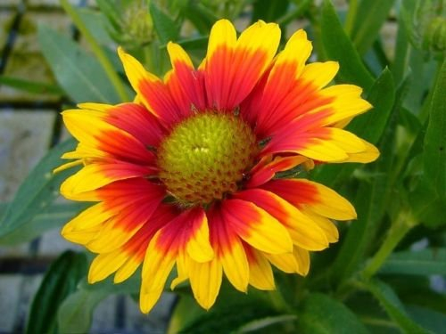 Kokardenblume „Gaillardia aristata“ 150 Samen