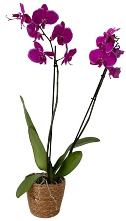 Plant in a Box - Orquídea mariposa - Phalaenopsis en cesta decorativa - Altura 50-60cm - Maceta 12cm - Planta de interior con flor - Apta para gatos