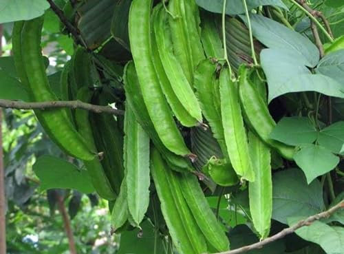 Nouvelles graines de légumes fraîches de haricots ailés 100 pièces