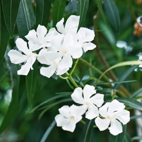 Oleander - samen bäume - Seltene Pflanzen - sommerblumen samen gartenblumen zierbaum winterhart stauden gartenpflanzen indoor garten blumen samen sträucher winterhart saatgut 25pcs