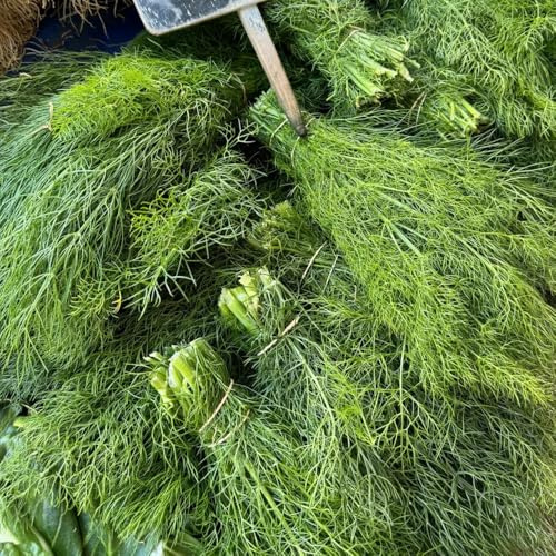 semi di aneto sostenibili aneto selvatiche rare per biologiche per la copertura del terreno resistenti in vaso decorazioni giardino 420semi