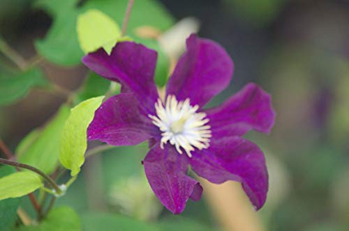 Clématite Warsaw Nike