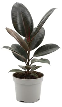 DECOALIVE Planta del caucho Ficus Elastica Abidjan - Planta Natural de Interior Maceta 12 cm Altura 30 cm