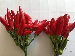 GHINO DI TACCO SEMI PEPERONCINO-CALABRESE A MAZZETTI - VARIETA' ROSSA - 10 SEMI - PRODUZIONE 2022