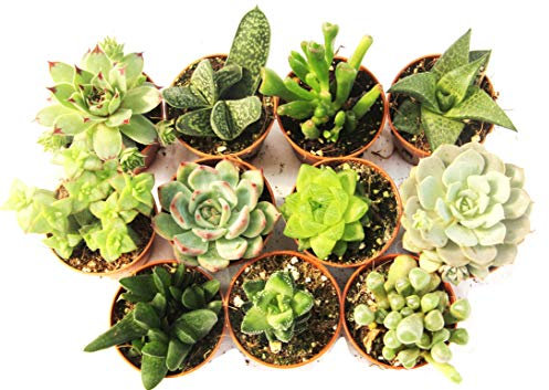 PIANTE GRASSE VERE RARE 11 PIANTE PICCOLE 5,5 VASO COLTIVAZIONE SENZA SPINE SUCCULENTE MINI SET PRODUZIONE VIGGIANO CACTUS