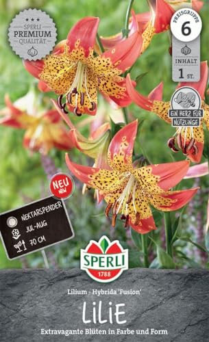 Sperli Lilie Fusion 263503 - extravagante Blüten in Farbe und Form, die reichlich Nektar spenden - circa 70 cm hoch - Lilienpflanze, Blumenzwiebeln